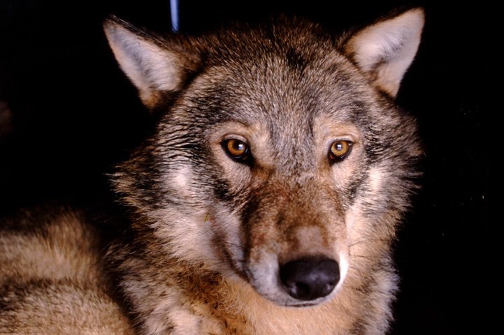 A wolf named Petrus being GPS collared.