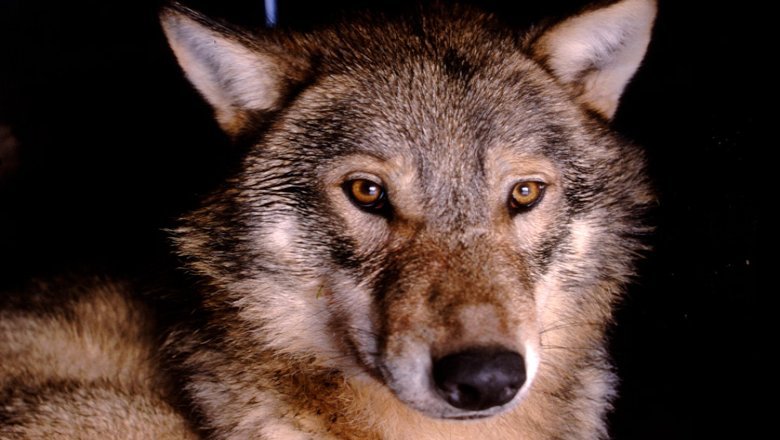 A wolf named Petrus being GPS collared.