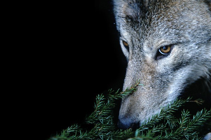 A collared wolf named Sirius smelling twigs.