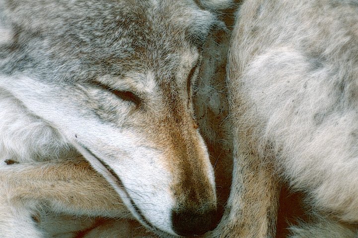 Sleeping wolf