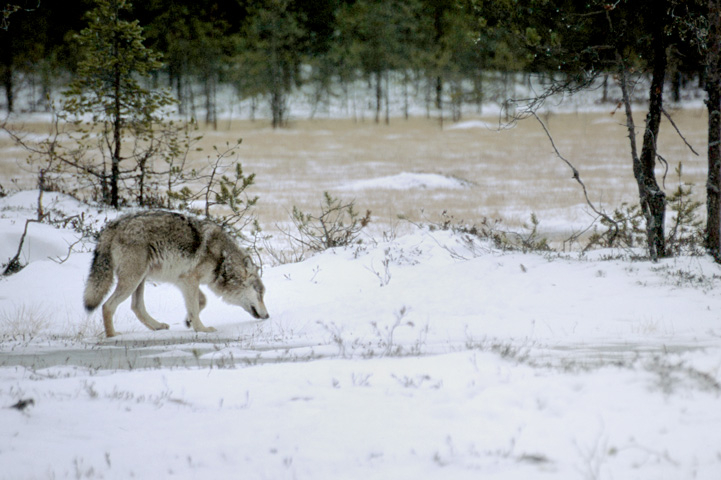 A wolf smelling the ground in a winter landscape.