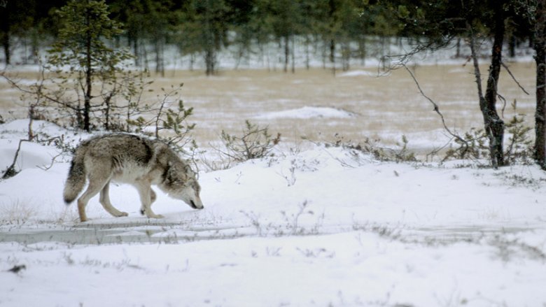 A wolf smelling the ground in a winter landscape.