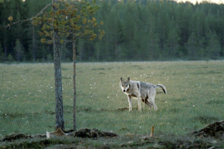 Wolf urinates at a swamp.