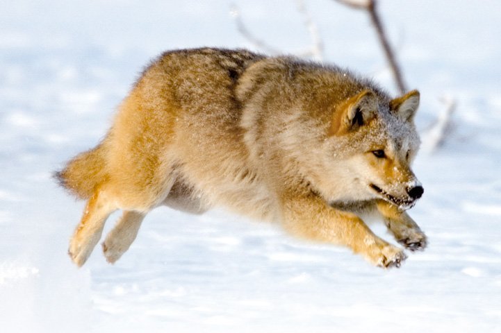 A wolf leaping in a winter landscape.