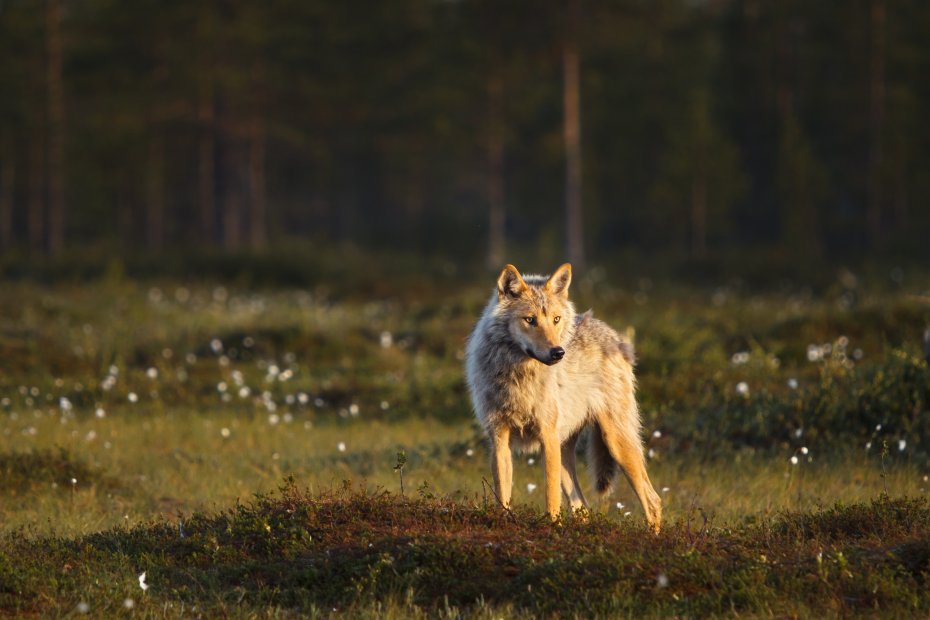 A wolf stands in the evening sun on a swamp.