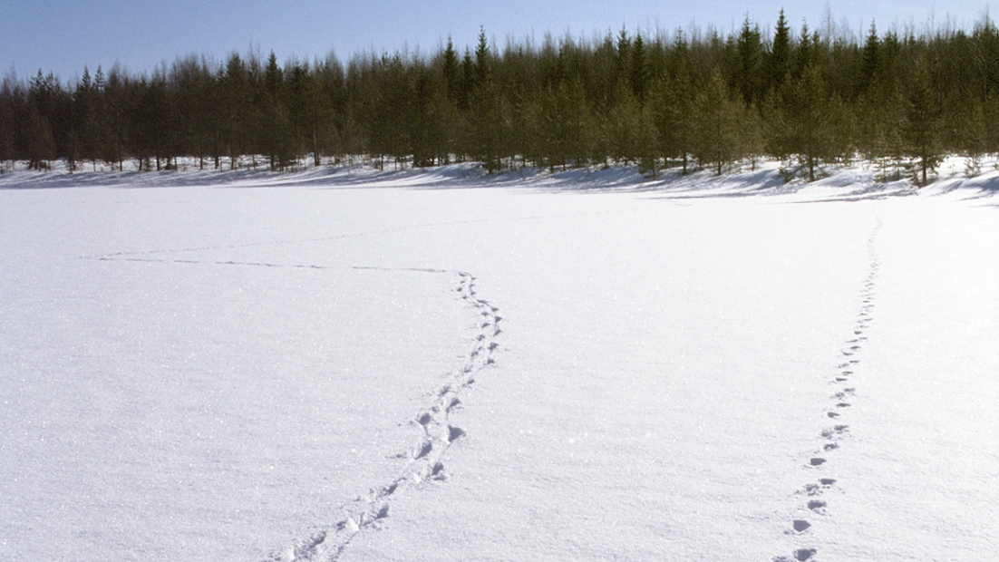 Wolf tracks on snow.