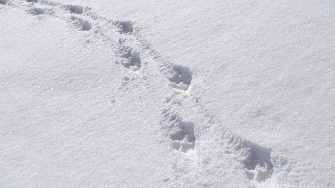 Wolf tracks in the snow.