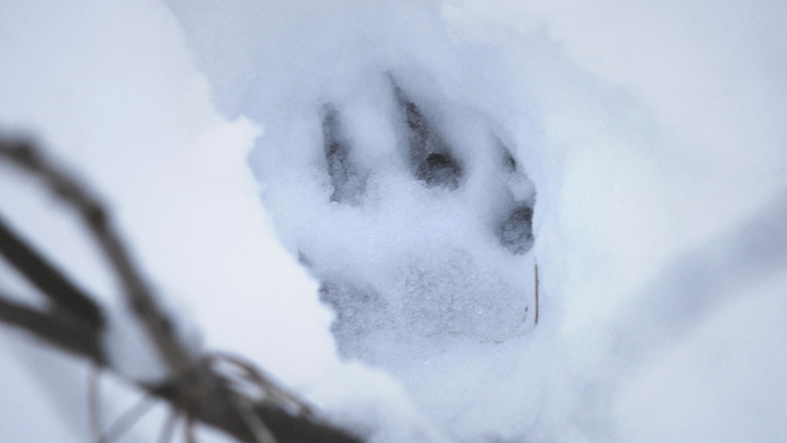 Wolf track on snow. 