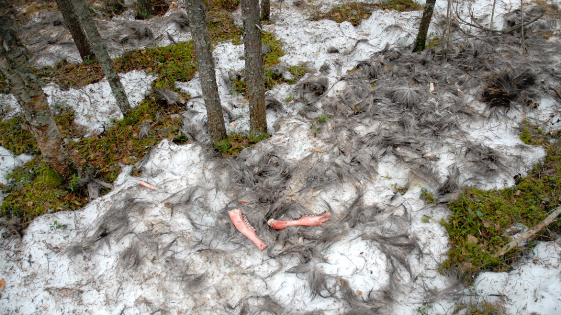 An elk killing site for wolves. Nothing but hair, teeth and the jawbone remain of the elk. 