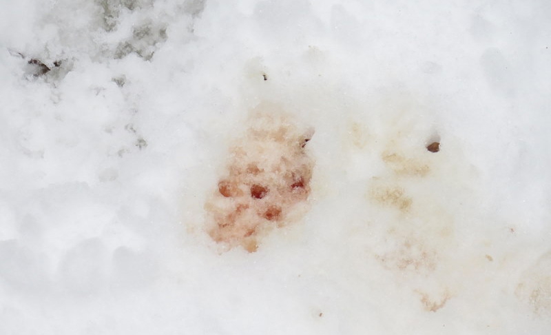 A urine track of a female wolf during the oestrous cycle.
