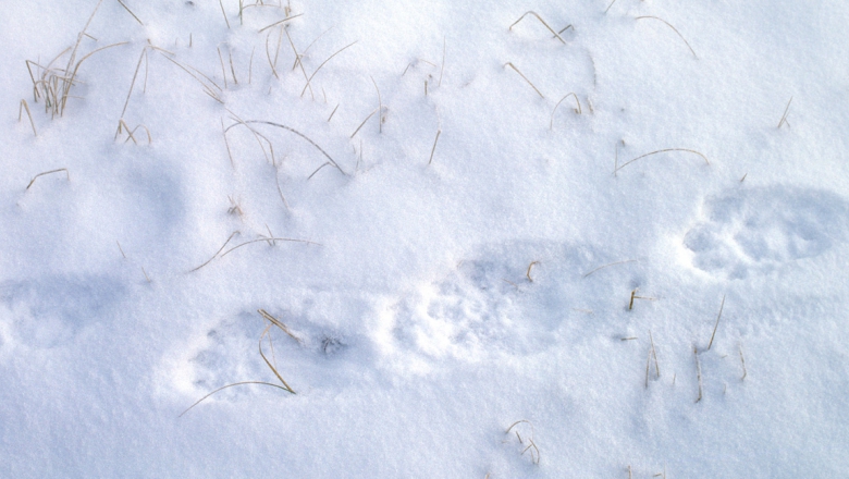 Wolverine traces. 