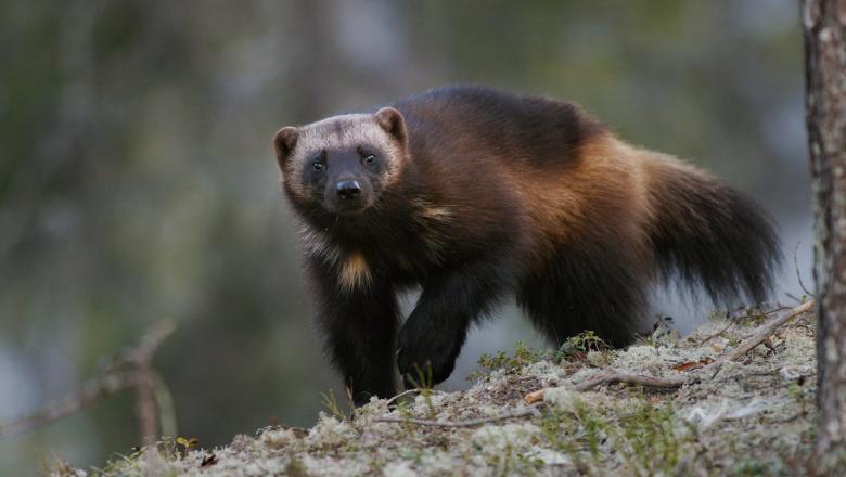 Description of the wolverine Description of the wolverine