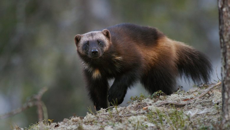 A wolverine stands in the lichen and looks towards the photographer.