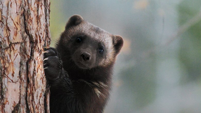 A close-up of a wolverine on a tree trunk. Nails grabbing the bark of a tree.