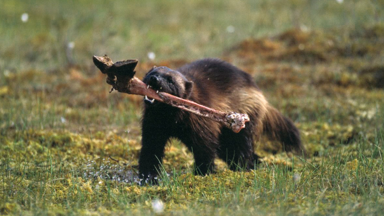 A wolverine running with an elk hoof bone in its mouth.