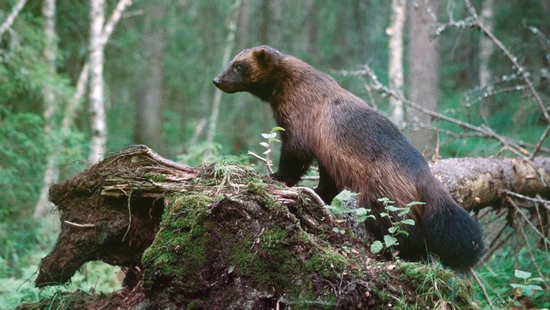 A wolverine stands and observes on a fallen tree trunk.