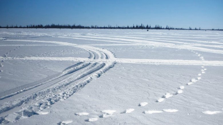 Plenty of snowmobile tracks and two trampled paths made by wolverines.