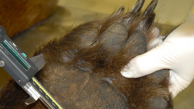 A close-up of a person’s hand holding a bear’s footprint that is facing outwards. The other hand is holding a metal device that the person is using to measure the size of the foot.