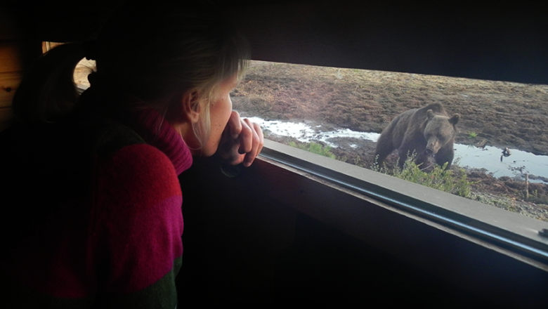 A picture taken from inside an observation deck showing a woman watching a bear coming close to the window.