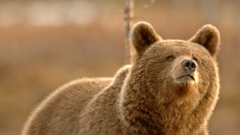 Bear is the biggest predator in Europe. In the picture the bear looks upwards.