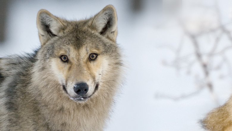 The wolf looks towards. In the background a snowy landscape