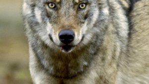 In close-up, the wolf looks closely towards.