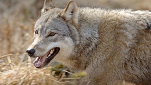 Close up of a wolf. Burnt hay in the background.