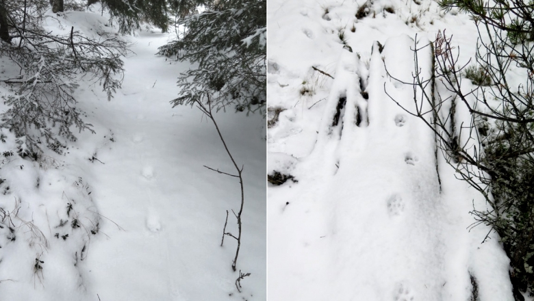 Two images, side by side. Both show lynx tracks in snow. The paws have touched down almost exactly in line with each other.