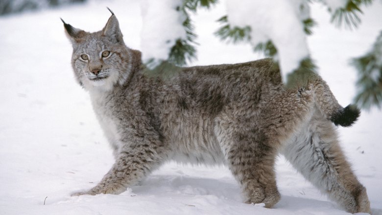 A lynx in winter coat. 