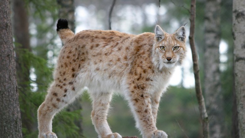 A lynx in summer coat in the midst of trees.