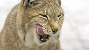 A close-up of a lynx licking its lips.