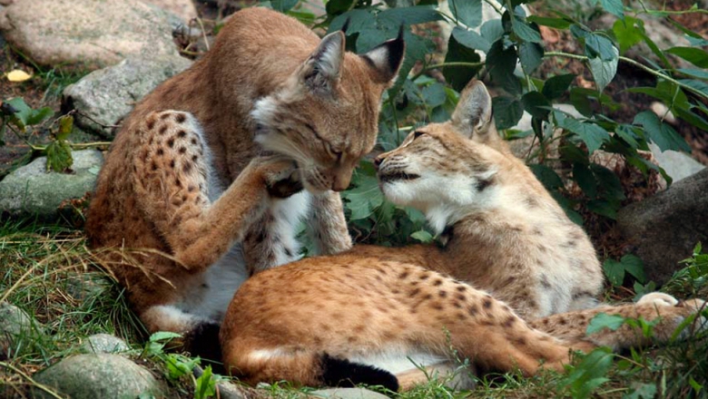 A pair of lynx. One lynx is resting, watching the other scratching its chin with its hind leg. 