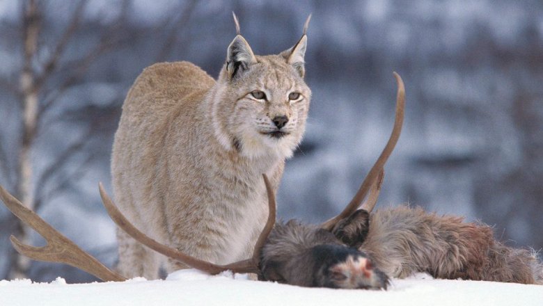 A lynx and its prey from the deer family.