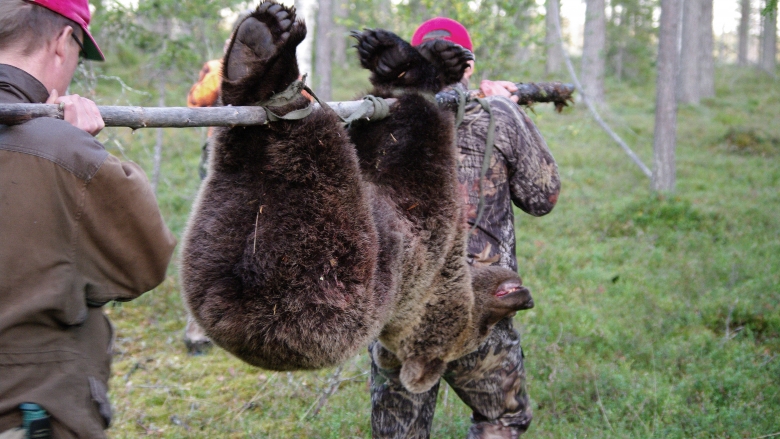 Two men carries a shot bear in a forest. 