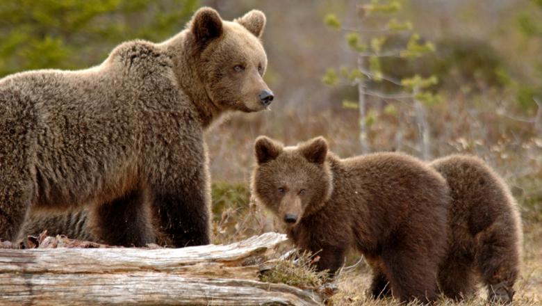 Brown Bear, Species