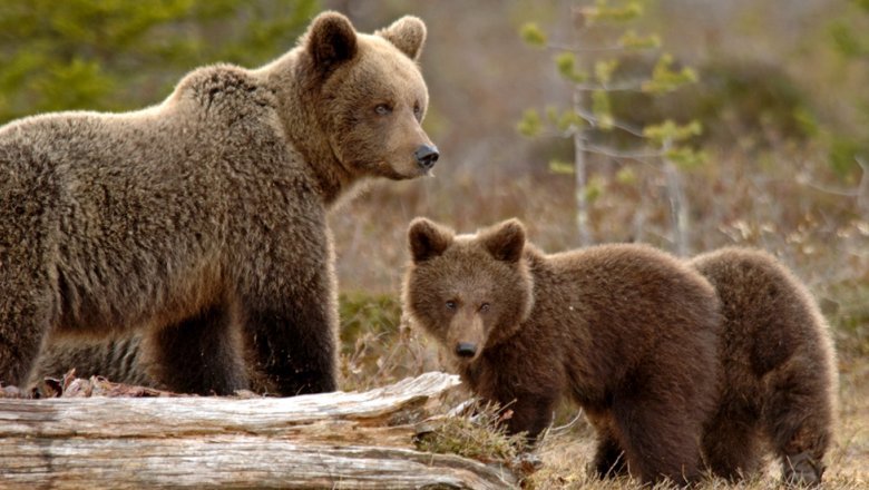 Mother bear with two cubs in a swamp. 