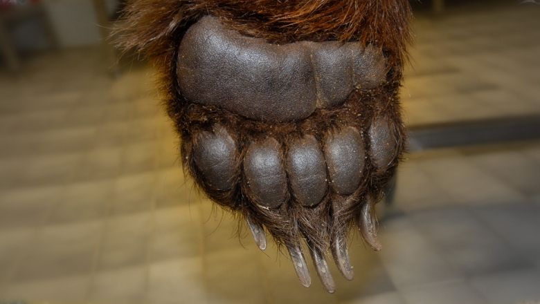 Bear's front paw. 