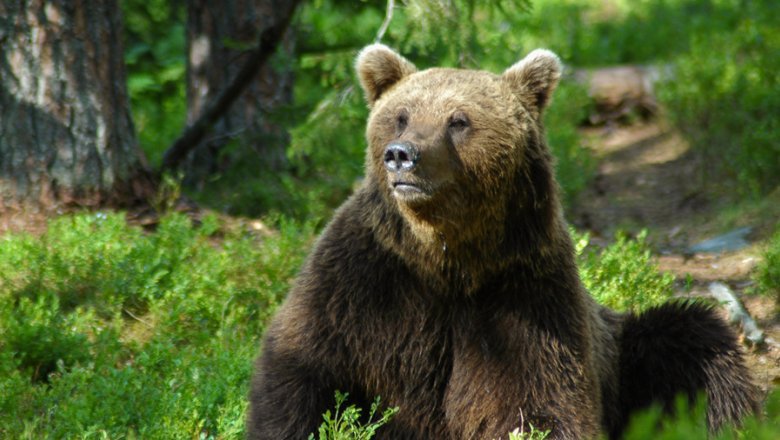 Bear is sitting in a forest. 