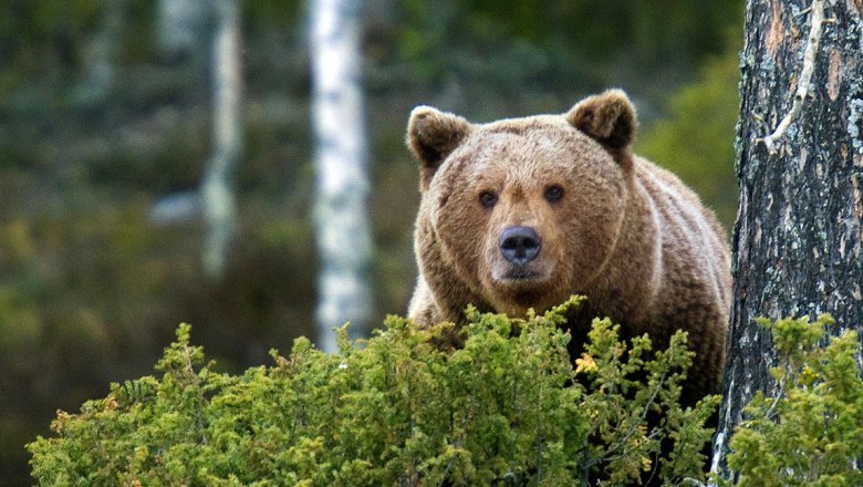 Bear is lurking behind a juniper. 