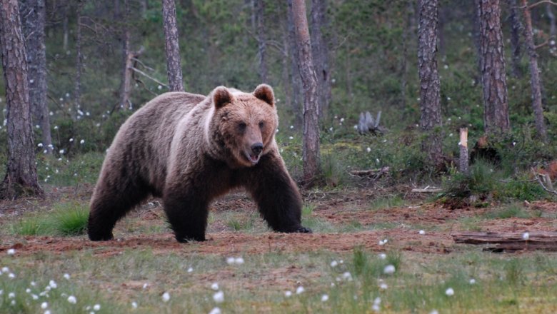 A bear walking in peatlans. 