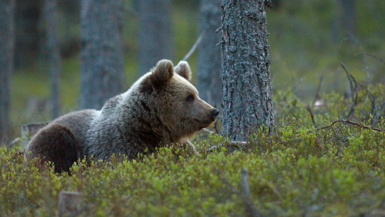 Björnen ligger i baldakinen och ser till höger.