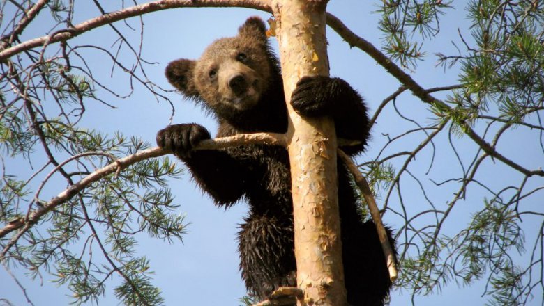 A bear cub in a pine tree, holding the trunk with one foreleg, the other on a branch.