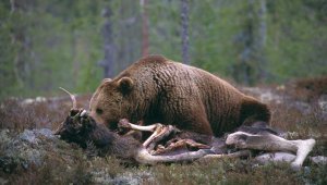 The bear lies on top of the wasteland and eats it.