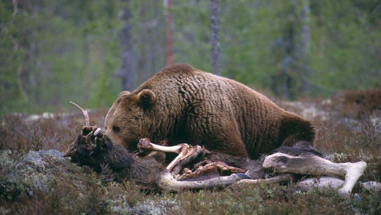 The bear lies on top of the wasteland and eats it.