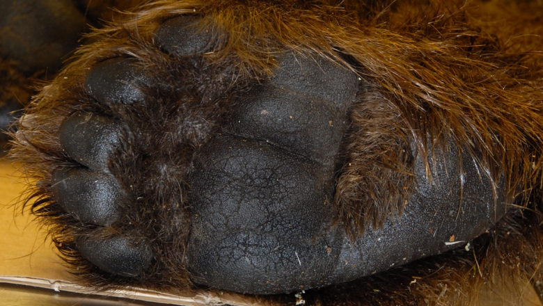 The sole of the bear's hind paw.