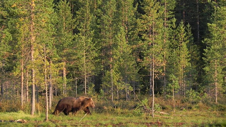 The bear walks in the evening sun at the edge of the forest.