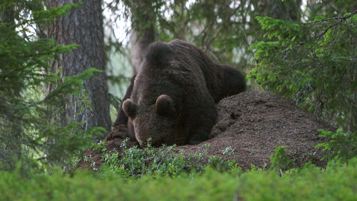 BEAR definition in American English