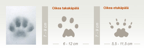 Total vægt Mordrin Signs of a lynx - Suurpedot.fi