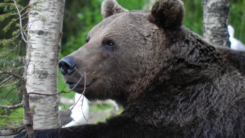 A large bear with its left paw resting on the branch of a birch tree. Another birch tree is in the background.