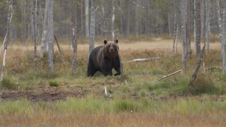 A large brown bear looking at the viewer. A mire with coniferous trees growing in it is in the background.